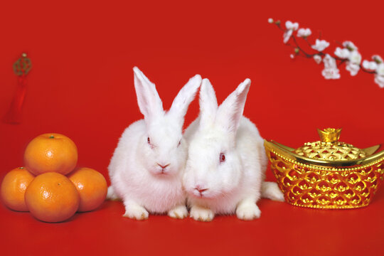 Happy Lunar Chinese New Year 2023, two cute white rabbit bunny with gold ingot, Mandarin orange and plum blossom flower on red background, lucky symbol item oriental Asian style.
