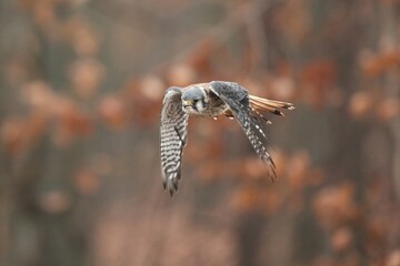 Falco sparverius, American kestrel, Poštolka pestrá in the flight
