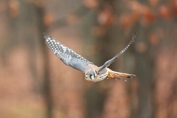 Falco sparverius, American kestrel, Poštolka pestrá in the flight
