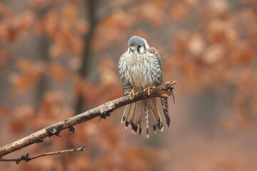Falco sparverius, American kestrel, Poštolka pestrá in the flight
