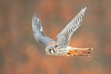 Falco sparverius, American kestrel, Poštolka pestrá in the flight

