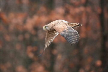Falco tinnunculus, , common kestrel, Poštolka obecná in the flight