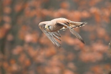 Falco tinnunculus, , common kestrel, Poštolka obecná in the flight