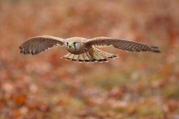 Falco tinnunculus, , common kestrel, Poštolka obecná in the flight