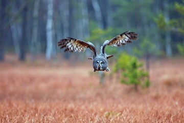 Strix nebulosa, Great grey owl, Puštík vousatý in the flight