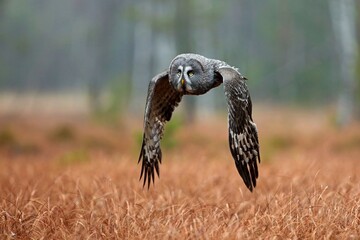 Strix nebulosa, Great grey owl, Puštík vousatý in the flight