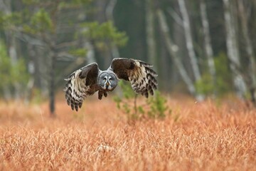 Strix nebulosa, Great grey owl, Puštík vousatý in the flight