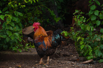 Rooster guarding his territory on a leafy green background
