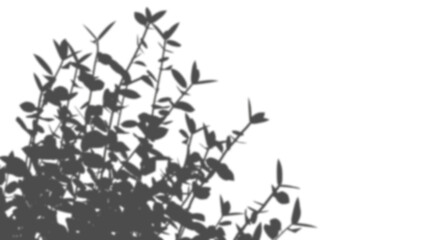Nature plants shadow shade cutout transparent backgrounds 3d illustration