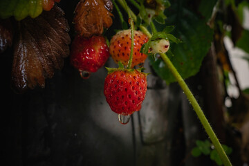 A pair of hanging strawberries with raindrops