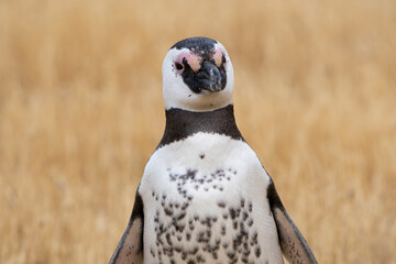 Penguin portrait