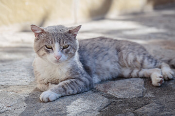 Portrait of a gray homeless tabby cat. Stray cat lying down on paving stones. Abandoned animal