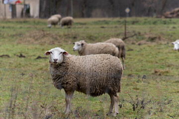 Sheep in Field. Sheep in a field, ideal for backgrounds, animal themes, rural themes.

