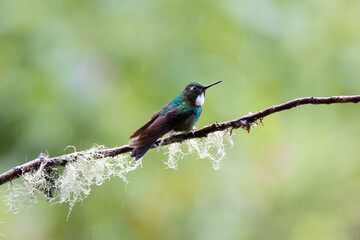 Hummingbird on a branch