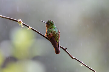 Hummingbird on a branch