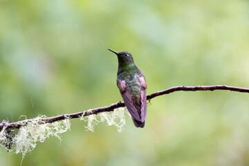 Hummingbird on a branch