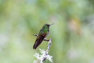 Naklejka na ściany i meble Hummingbird on a branch