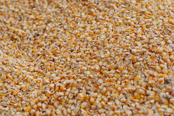 Creole corn harvested from southern Mexico, for food