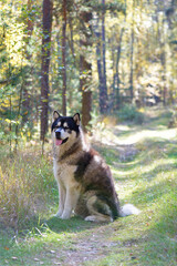 Alaska malamute