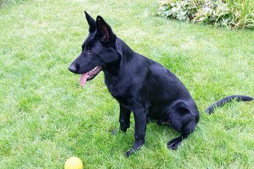 German shepherd puppy
