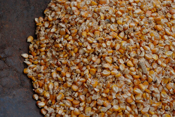 Creole corn harvested from southern Mexico, for food