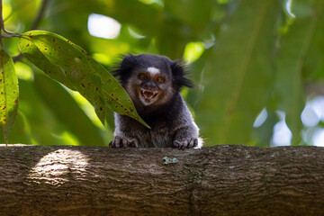 The monkey on the tree. The Black-tufted marmoset also know as Mico-estrela is a typical monkey from central Brazil. Species Callithrix penicillata. Animal lover.