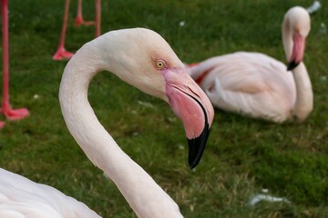Fototapeta premium close up of a pink flamingo
