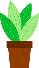 Indoor plant in a pot