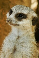 meerkat on guard in portrait 