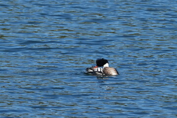 red breasted merganser in a sea