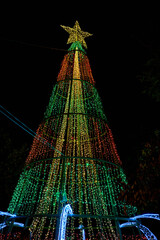 Christmas tree in the middle of a public park. christmas tree at night. giant christmas tree with...