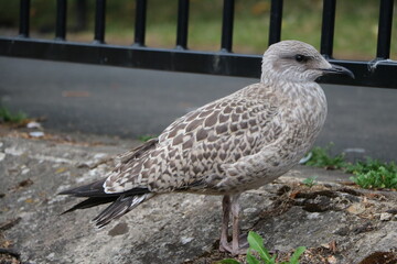 Charadriiformes young bird
