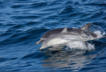 Fototapeta premium two dolphins jumping, baby common dolphin, 