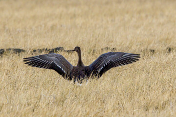 冬の田んぼで餌を探すマガンの幼鳥