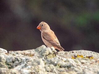 Trumpeter finch on rock in fuerteventura