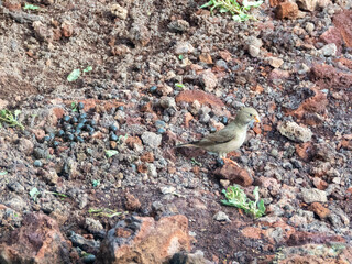 Trumpeter finch collecting for nest