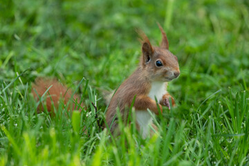 Naklejka na ściany i meble Eurasian red squirrel in a meadow