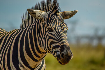 Cape Burchell's zebra in game reserve in South Africa
