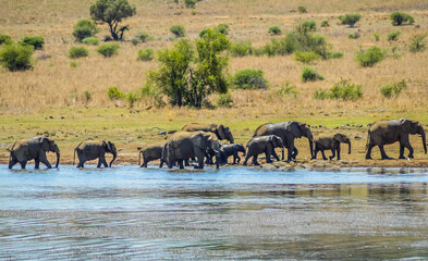 A big breeding herd of Elephants drinking water in Pilanesberg national park