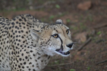 Portrait of a Cheetah - acinonyx jubatus in savannah in South Africa game reserve