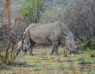 A cute and adorable Rhino calf and mother grazing peacefully in a South African game reserve