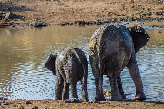 A breeding herd of Elephants drinking water in Pilanesberg national park