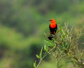 Scarlet-headed Blackbird perched on tree branch on green background