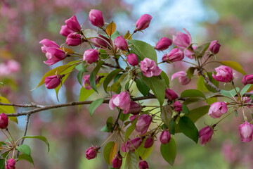 Pink And Red Crabapple Blossoms In Spring
