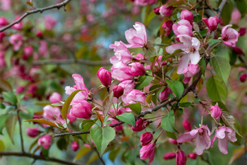 Pink And Red Crabapple Blossoms In Spring