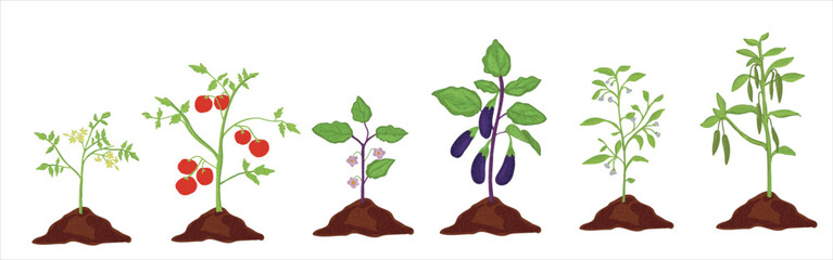 Growth stages of aubergine, tomato and green pepper plant. Aubergine, tomato and green pepper  vector illustration - obrazy, fototapety, plakaty