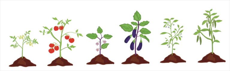 Fotobehang Growth stages of aubergine, tomato and green pepper plant. Aubergine, tomato and green pepper  vector illustration © Melek