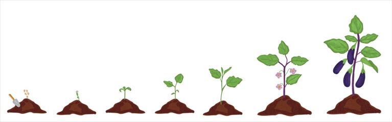 Growth stages of aubergine plant. Aubergine growing stages vector illustration