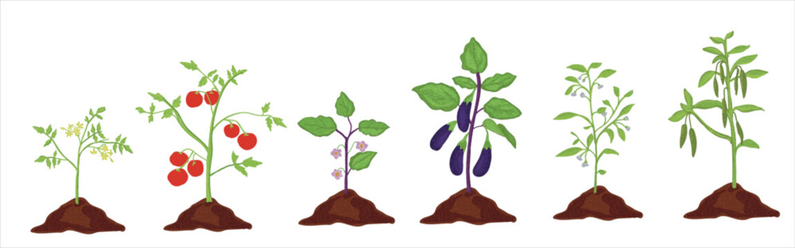 Growth Stages Of Aubergine, Tomato And Green Pepper Plant. Aubergine, Tomato And Green Pepper  Vector Illustration