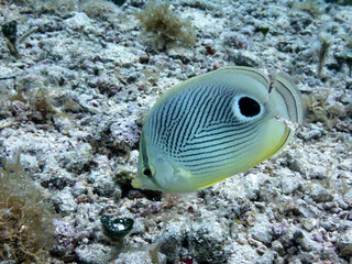 Foureye Butterflyfish
